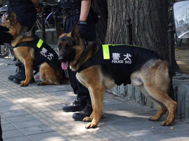 德国牧羊犬,黑背,大狼狗,中国警犬之魂!