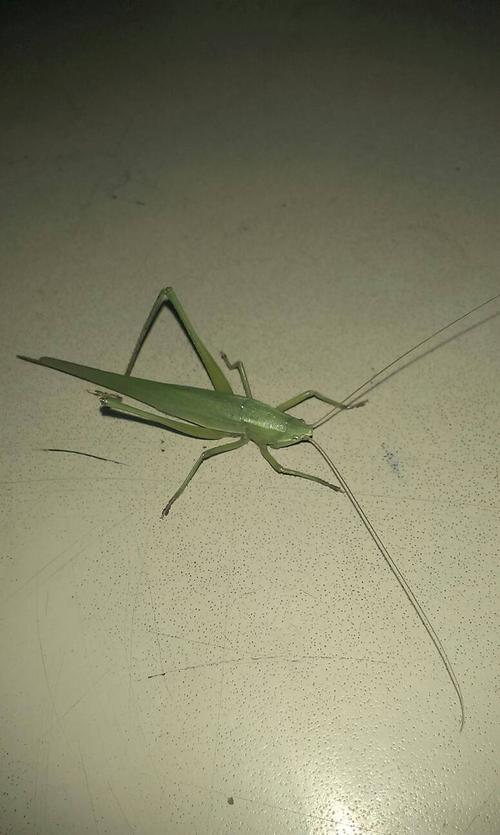 首先说明下这个肯定不是蝈蝈,它是什么昆虫?