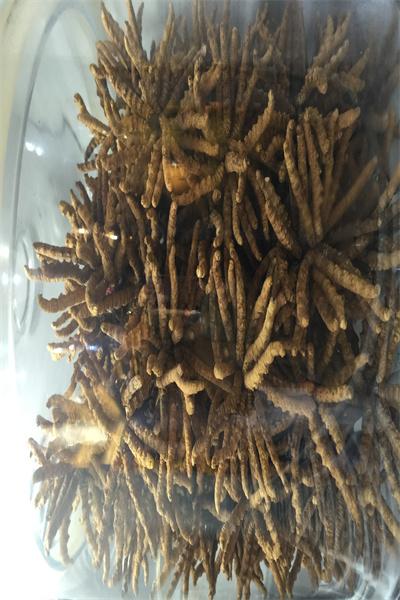 阳江365天在线回收冬虫夏草多少钱一斤