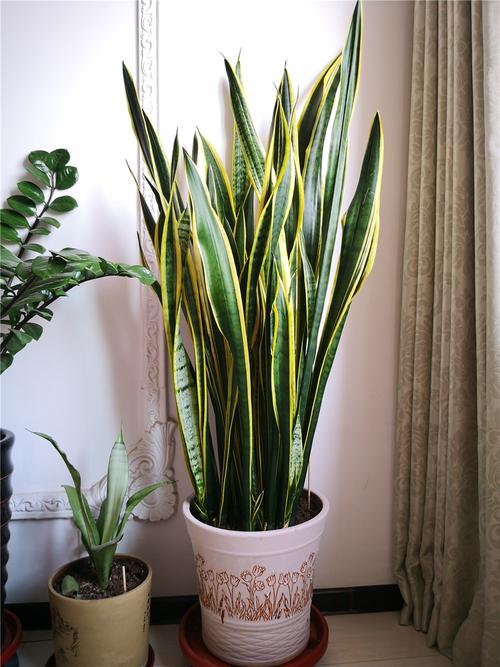 虎皮兰长得慢3动作来帮忙猛地蹿高高