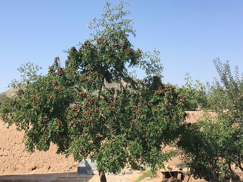 家乡的哪棵红枣树