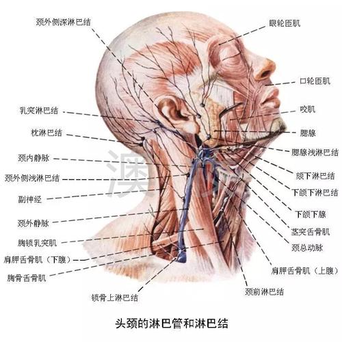 资料库 品项管理 头面部淋巴系统有三大淋巴结,一个是耳前淋巴结收集