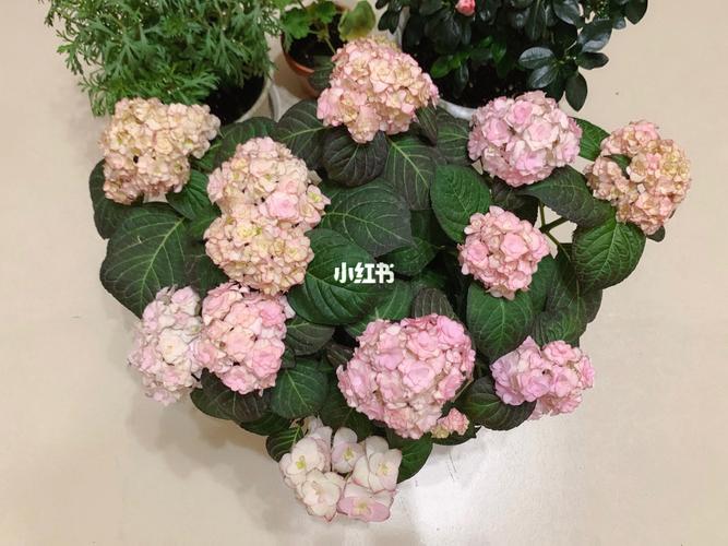 绣球花-纱织小姐:前期花苞状态_绣球花_家居家装_家居