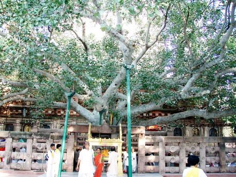 佛陀在此菩提树下修炼终至大彻大悟.