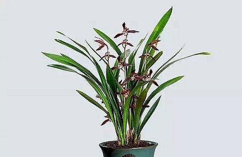 中国百里杜鹃第三届兰花展览会将于4月9至11日举行