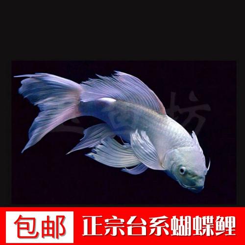 蝴蝶鲤活体锦鲤鱼活体热带鱼观赏鱼正宗台湾白金蝴蝶鲤球形风水鱼