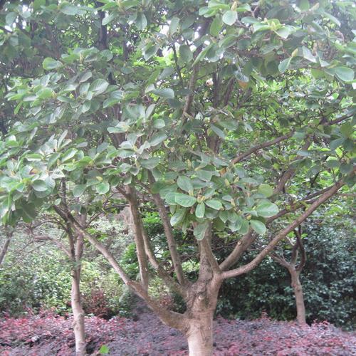 基地出售各种规格二乔玉兰,冠大,形好,耐寒自有苗圃