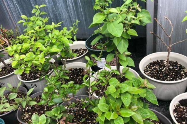 三角梅是很干旱的植物,平时大家在养护的时候也不用太勤,在植株花芽