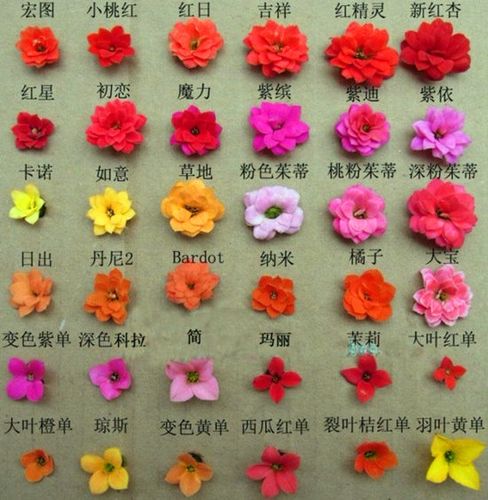 乱花渐欲迷人眼长寿花品种图鉴