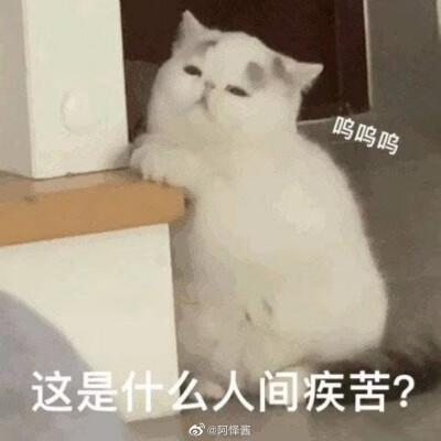 表情包可怜卖萌
