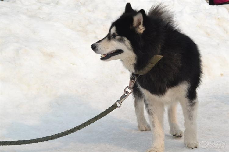【宠物也有爱】拉斯加雪橇犬