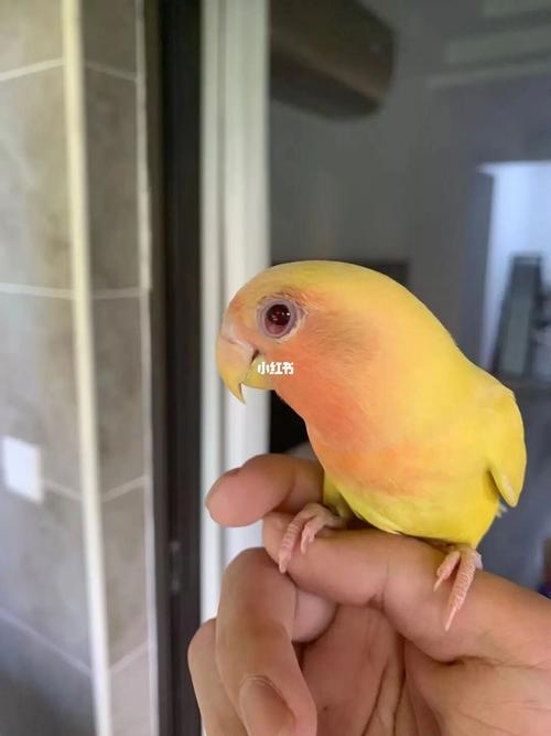 鹦鹉眼睛_鹦鹉_牡丹_上火_手养牡丹鹦鹉_宠物_宠物其他