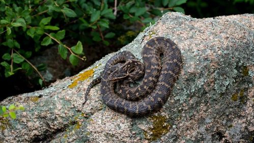 野猪赤狐白胸苦恶鸟黑翅长脚鹬灰鹤大天鹅全区有野生动物400余种,其中
