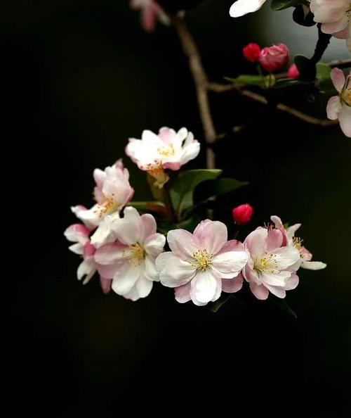 花卉摄影海棠花