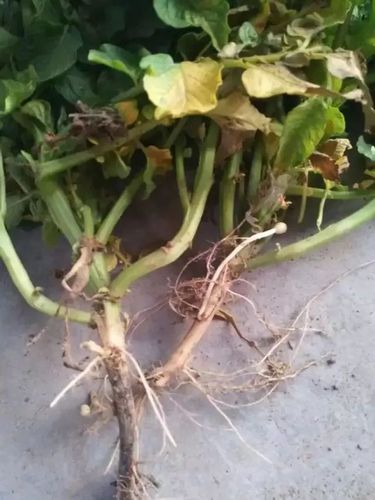 马铃薯死苗原因 青枯病 枯萎,黄萎病 黑茎病 根腐,茎基腐 防治经验:3