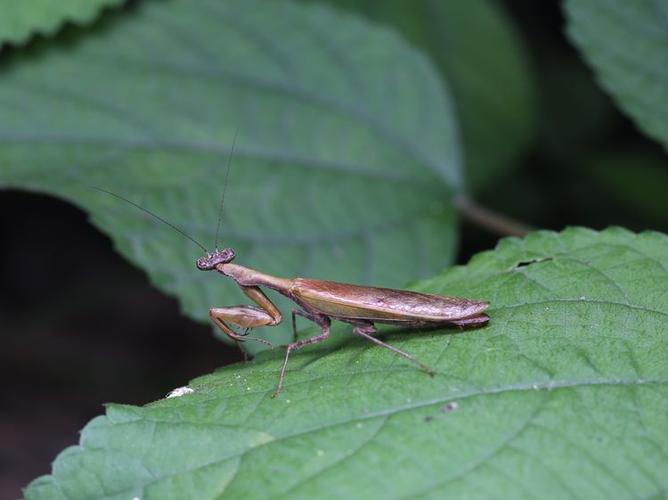 其它 螳螂家族 写美篇 日本姬螳a romantic japonica westwood,1849体