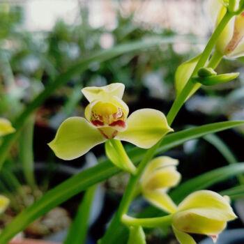 兰花植物苗带花苞兰草建兰青神梅四川花卉盆栽盆景青神梅2苗