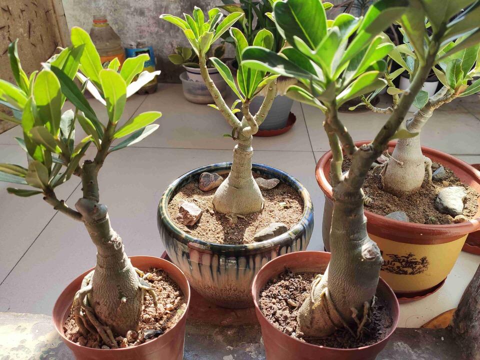 让沙漠玫瑰开花多?学会"3个妙招",2年的小苗都能长花苞