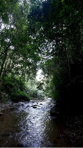 易武百花潭古树茶—以百花之名绽放野冽韵味易武普洱茶