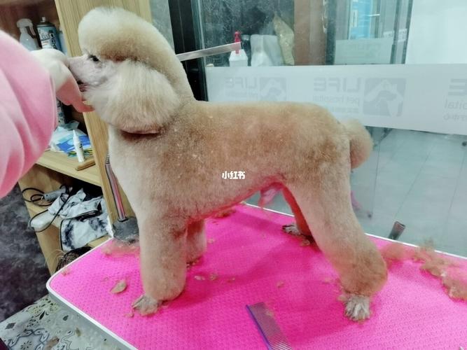 贵宾拉姆妆容_妆容_宠物_宠物美容_宠物_狗