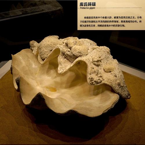 库氏砗磲.砗磲是双壳类中个体最大的,被誉为双壳贝类之王.