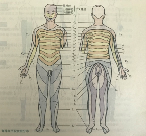 腰椎间盘突出症的分型及定位诊断                      5,腰5-骶1节