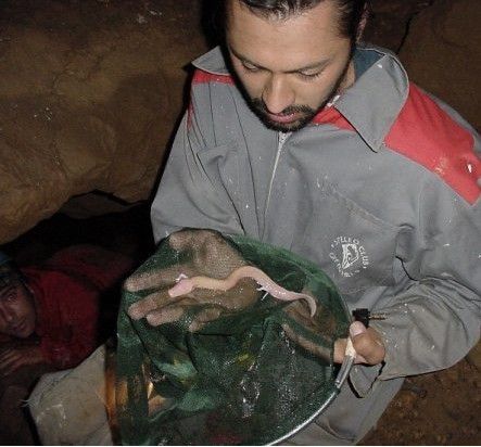 它跟传说中的幼龙极为相似,难道它真的是中国龙的真身吗?