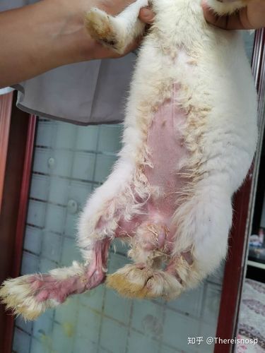 求助 救救我家兔子吧