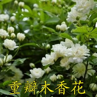 庭院植物木香花树苗花朵超多花香清淡花期长特色绿植花苗满额包邮