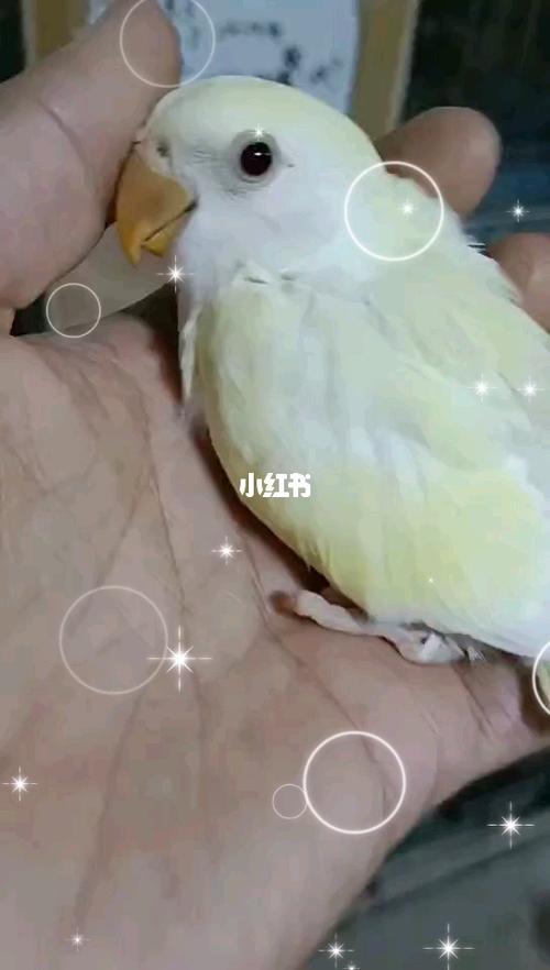 日银雏鸟_牡丹_手养牡丹鹦鹉_宠物_宠物其他