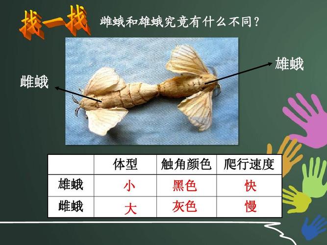 雌蛾和雄蛾究竟有什么不同?