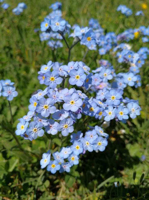 高山勿忘我(拍摄于木垒马圈湾)