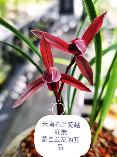 从素心(红素)捧瓣上的红 以及外瓣上的中国红 兰友你种养的兰花或看到