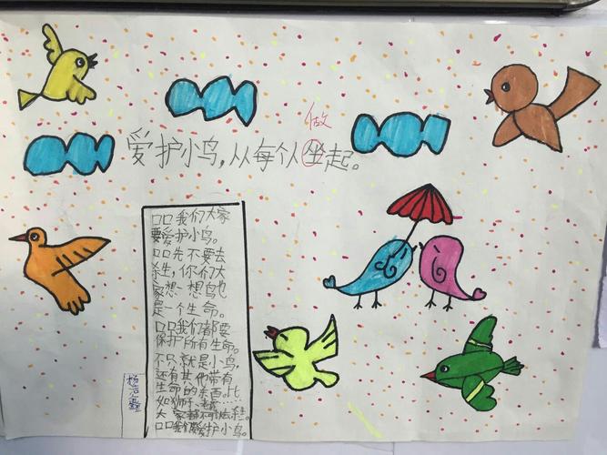 爱鸟护鸟手抄报