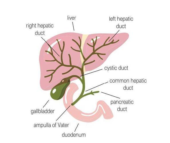 胆道系统解剖正常的肝内胆管很细