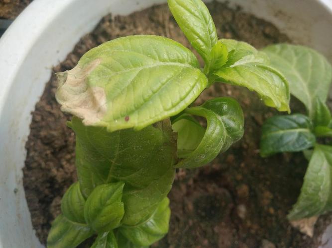 绣球的叶子总是从边缘开始干枯,救救孩子!