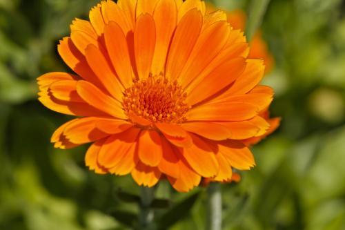 金盏花的功效作用 金盏花的副作用