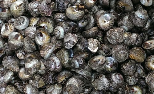 岛礼 香波螺(大) 海波螺 500g 大连鲜活海鲜 新鲜偏腚