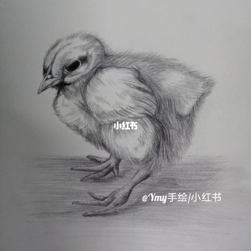 小鸡仔#素描_素描_素描作品_文化_绘画