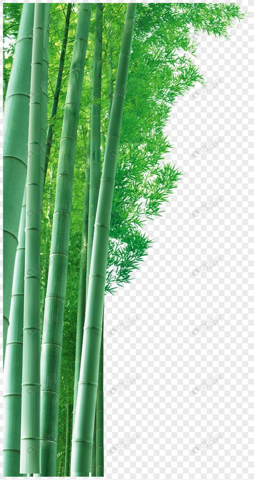 竹子