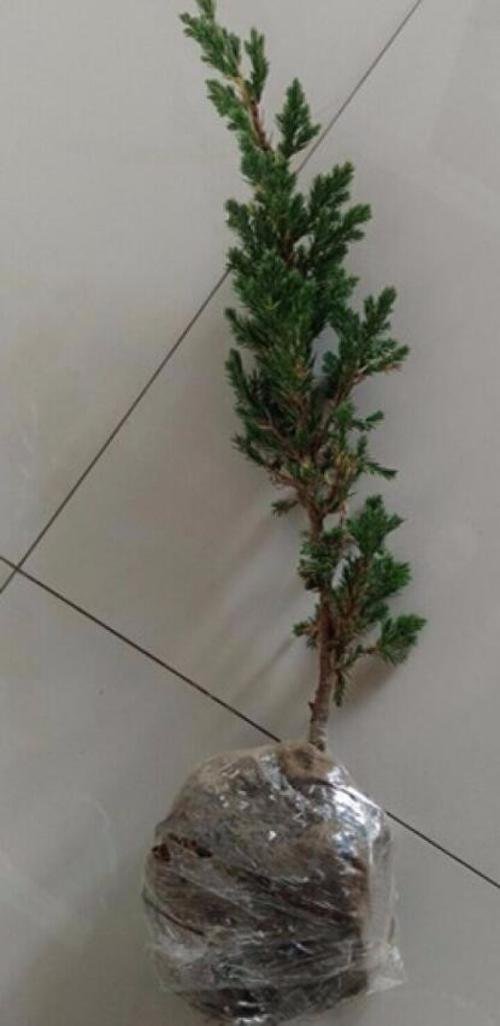 春扈地柏花苗铺地柏可作盆栽观赏装饰室内和庭院制作盆景常绿小灌木四