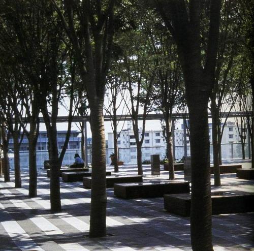 佐佐木叶二与他的榉树广场(组图)