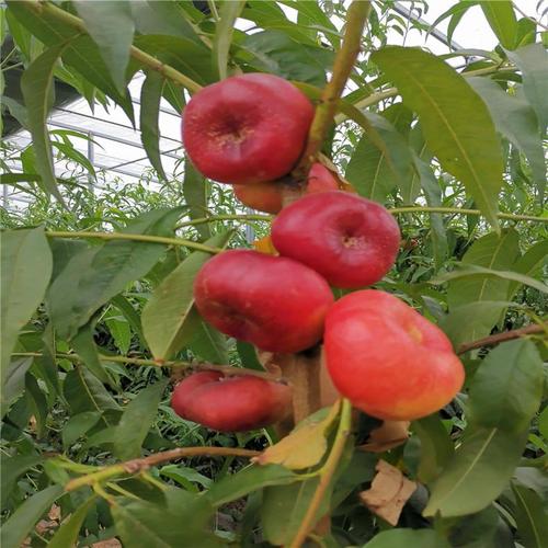 春丽桃树苗风味浓甜糖度高油蟠九桃树苗亩产产量分析