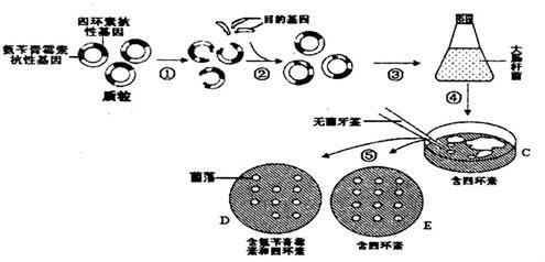 下图表示构建重组质粒和筛选含目的基因的大肠杆菌的过程.请据图回答