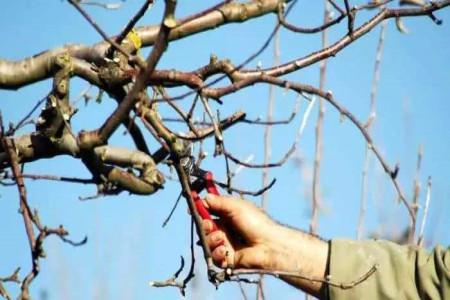 给石榴树剪枝手抄报 手抄报简单又漂亮