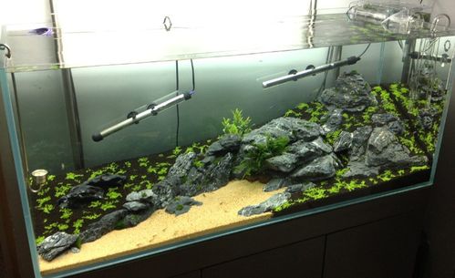 水草缸造景沉木水草泥化妆砂青龙石120cm尺寸设计83