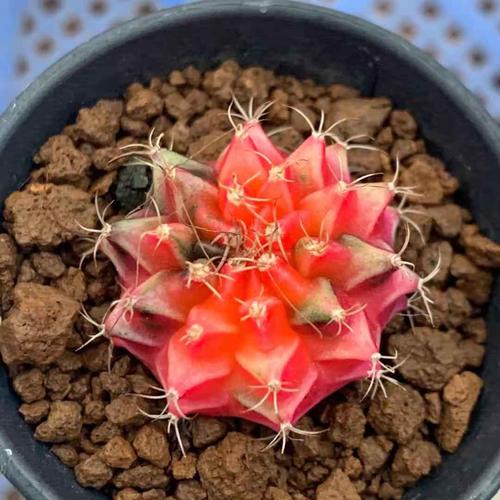 开花牡丹品种生根彩色米哈仙人球锦多肉稀有多肉植物