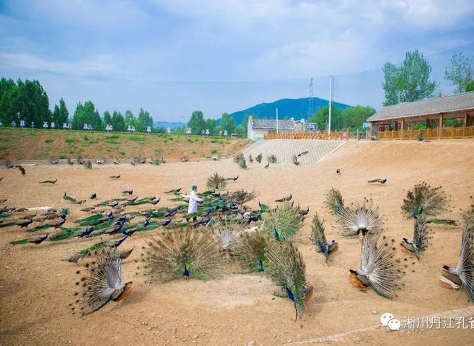 万张门票免费送这个春节来丹江孔雀谷感受接地气儿的民俗文化节