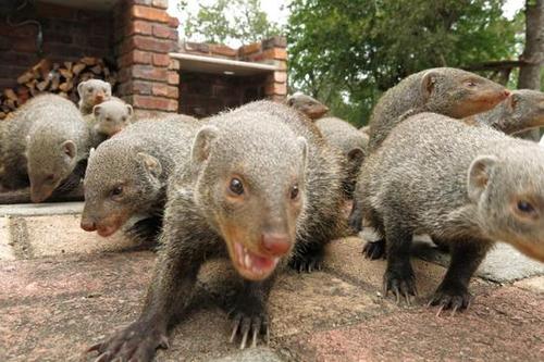 哺乳动物"乱伦"种群:最安全生存策略