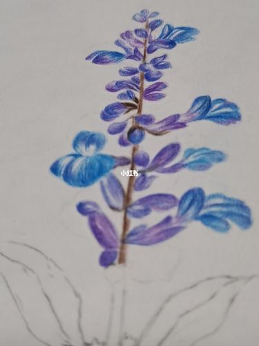 【彩铅】蓝花鼠尾草(简单过程)_彩铅_鼠尾草_手绘_铅笔_素描_花语